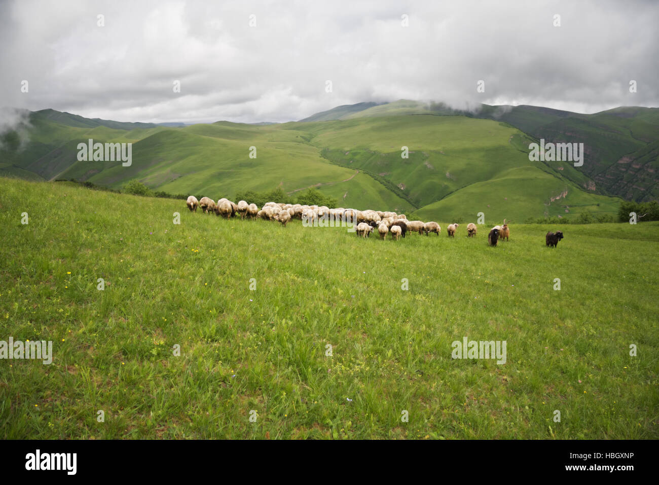 Sheeps in a cloudy meadows Stock Photo