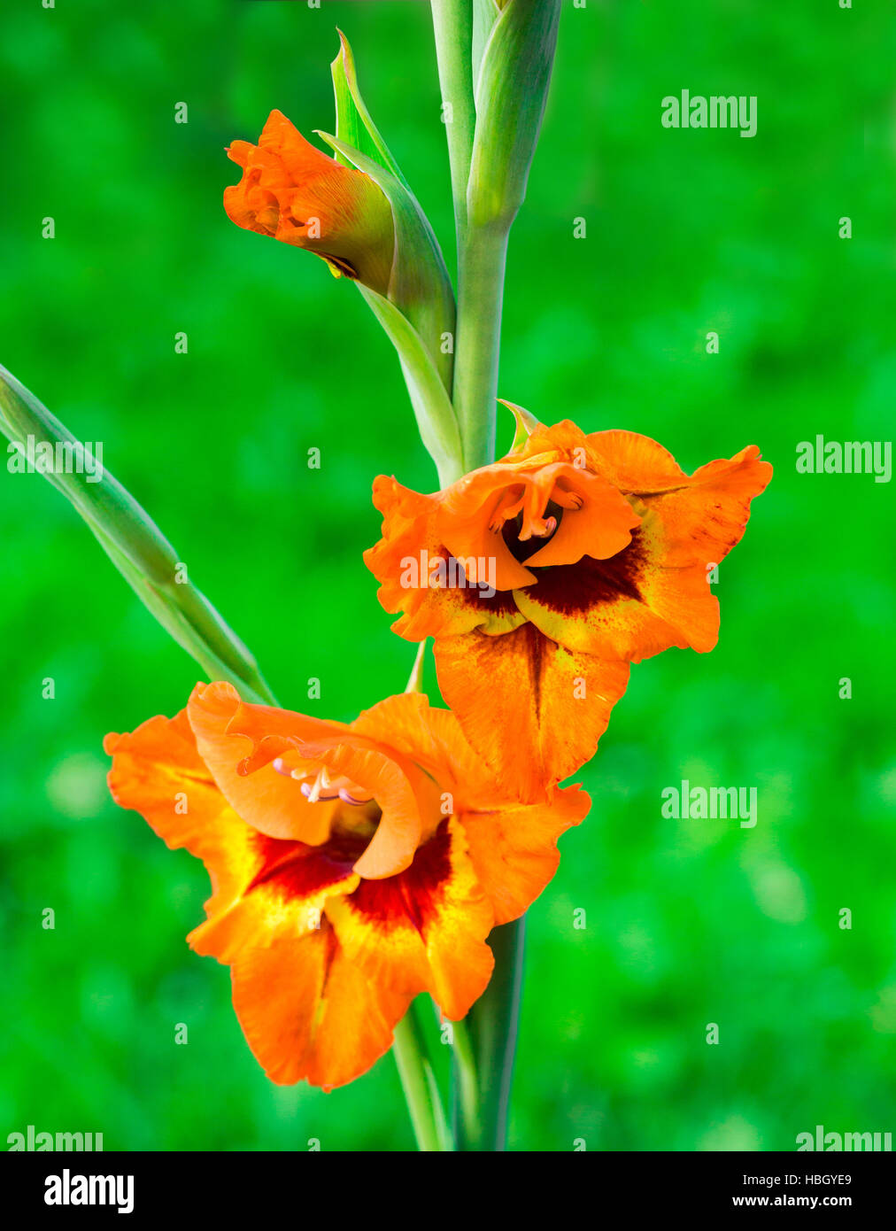 Gladiolus Flowers High Resolution Stock Photography and Images Alamy