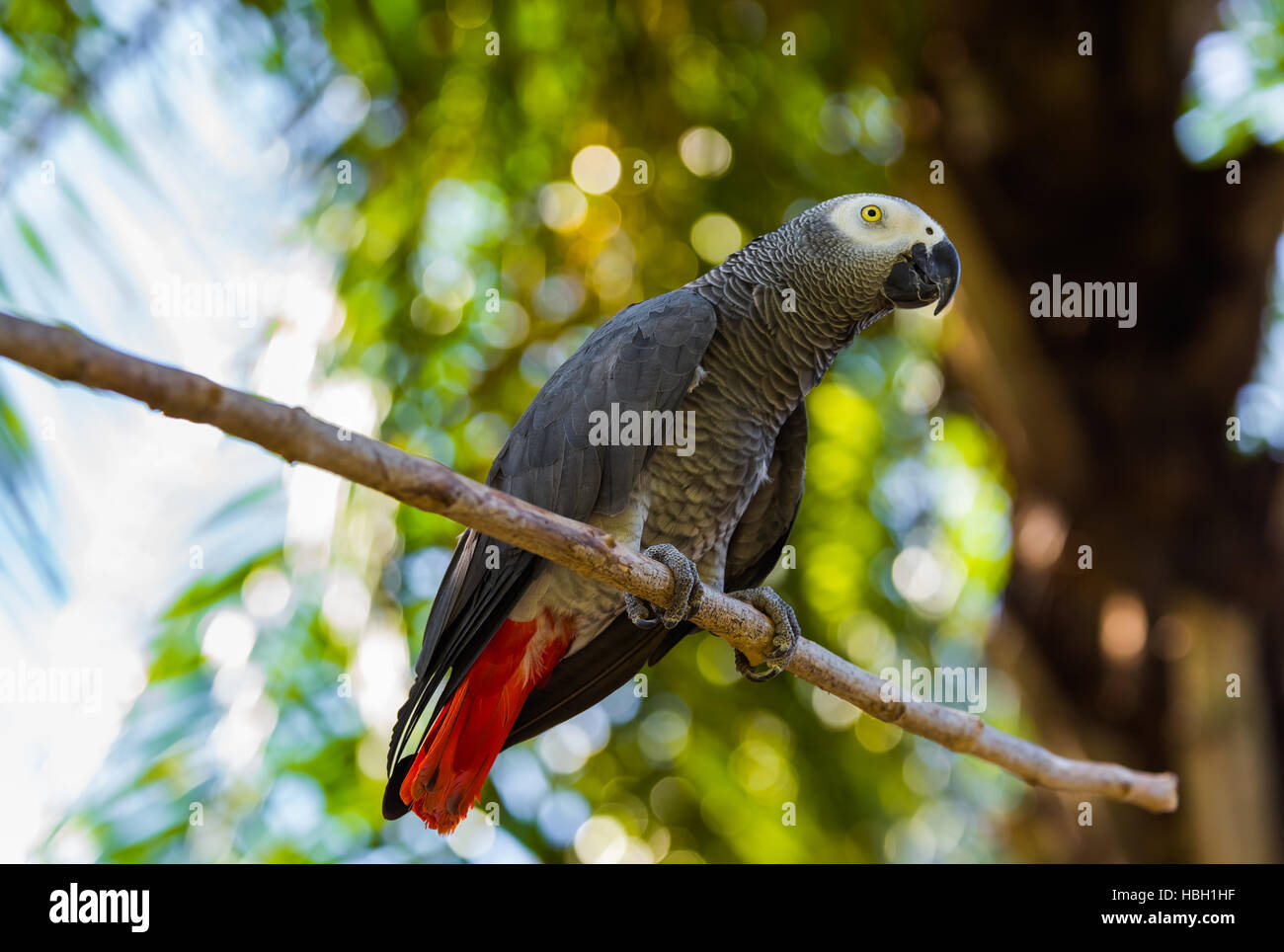 Gray African Parrot in Bali Island Indonesia Stock Photo