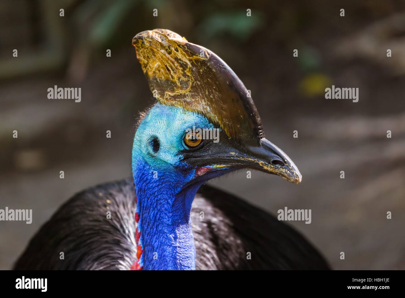 Beautiful bird in Bali Island Indonesia Stock Photo - Alamy