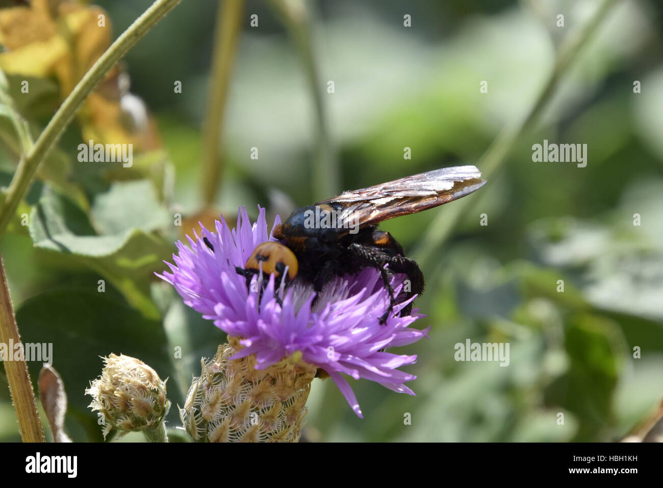 Megascolia maculata. The mammoth wasp. Stock Photo