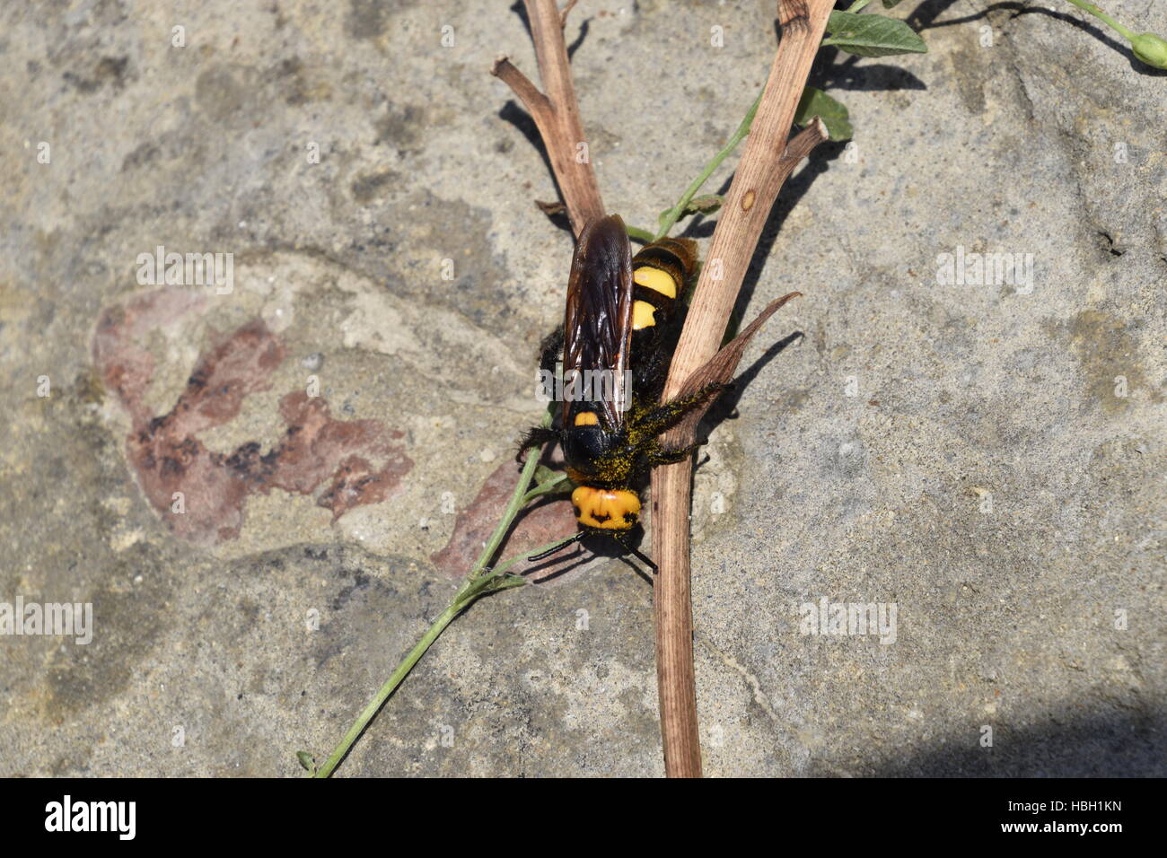 Megascolia maculata. The mammoth wasp. Stock Photo