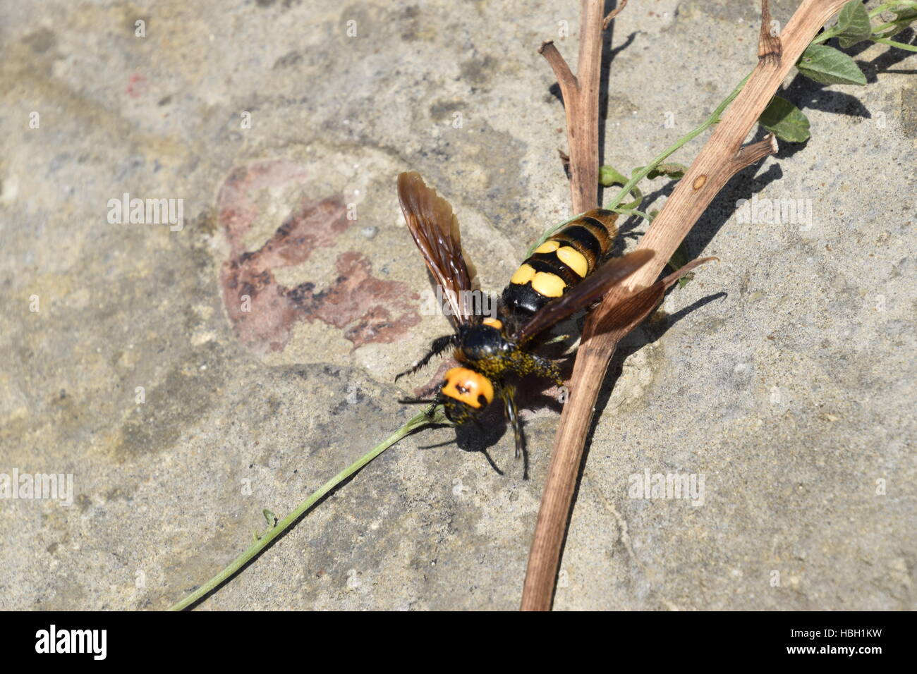 Megascolia maculata. The mammoth wasp. Stock Photo