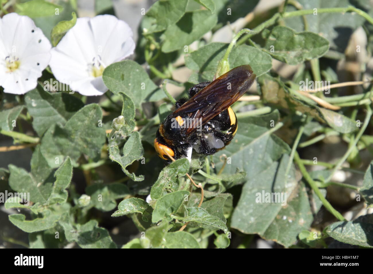 Megascolia maculata. The mammoth wasp. Stock Photo