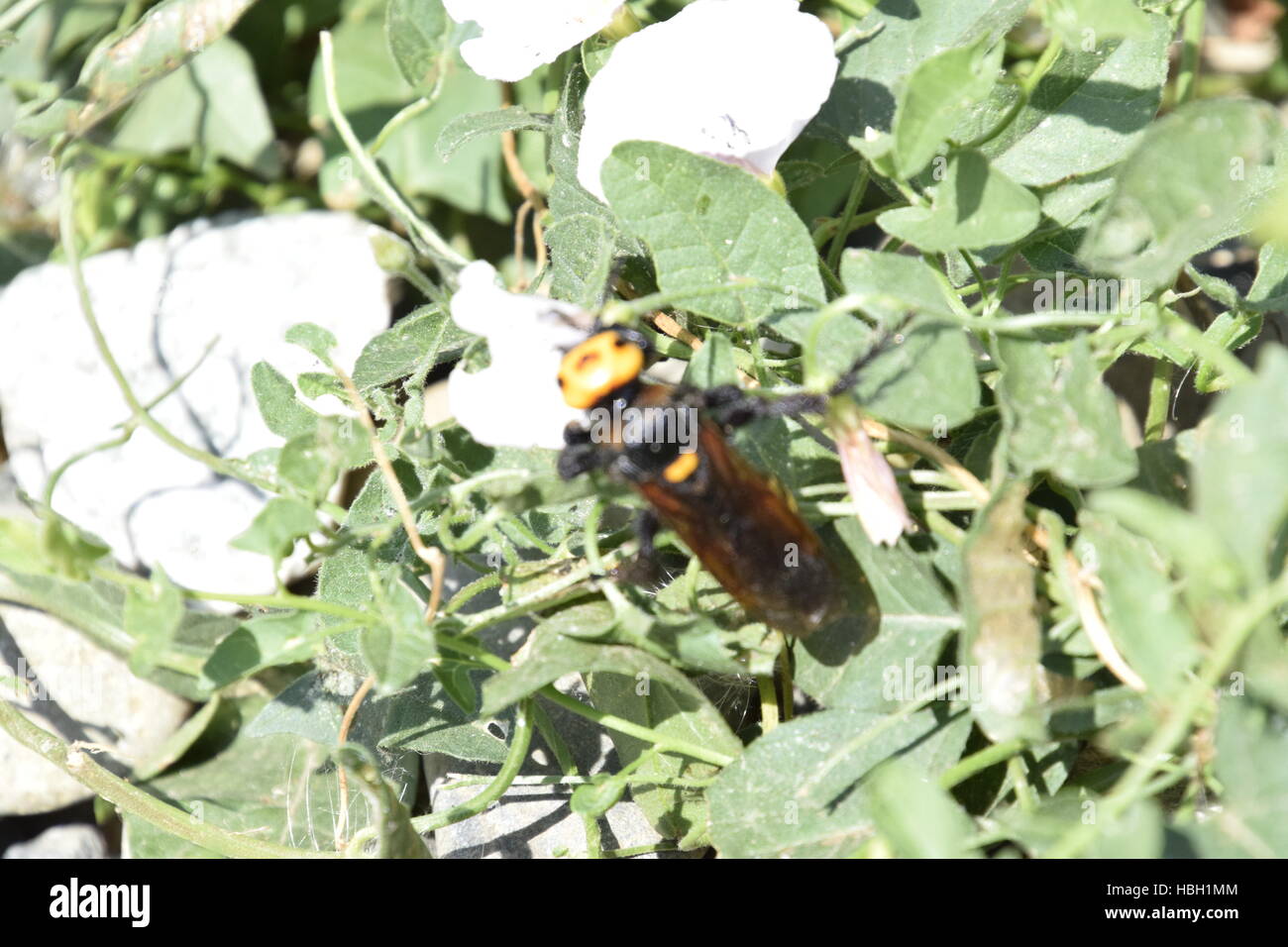 Megascolia maculata. The mammoth wasp. Stock Photo