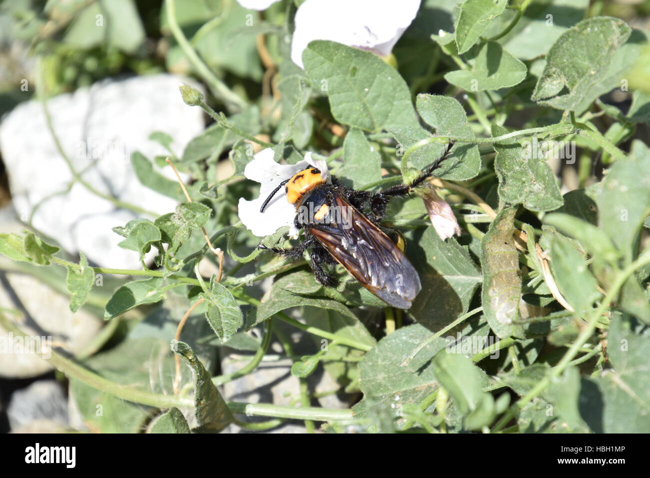 Megascolia maculata. The mammoth wasp. Stock Photo