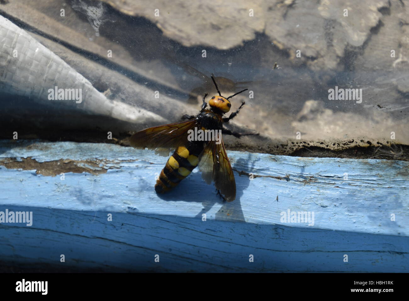 Megascolia maculata. The mammoth wasp. Stock Photo