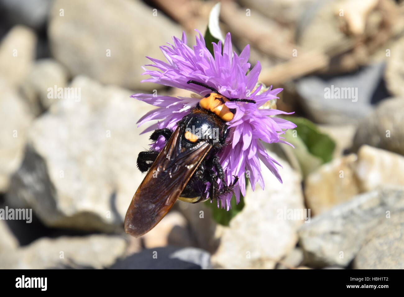 Megascolia maculata. The mammoth wasp. Stock Photo