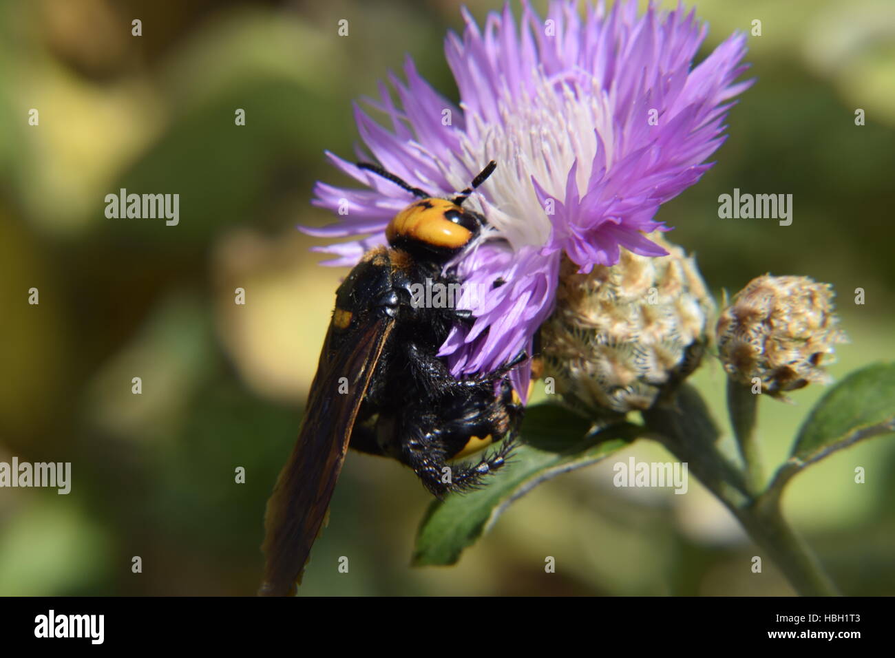 Megascolia maculata. The mammoth wasp. Stock Photo