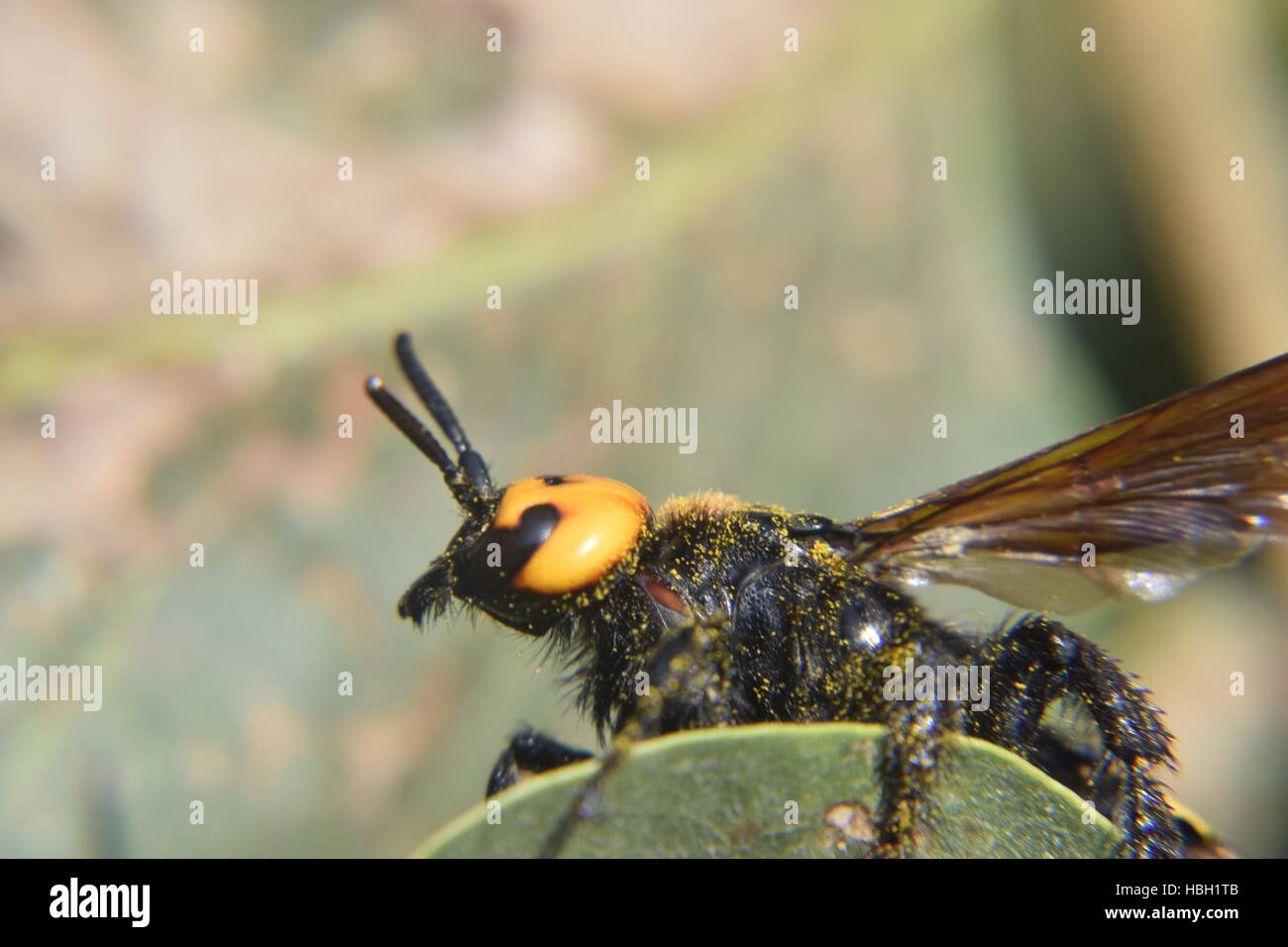 Megascolia maculata. The mammoth wasp. Stock Photo