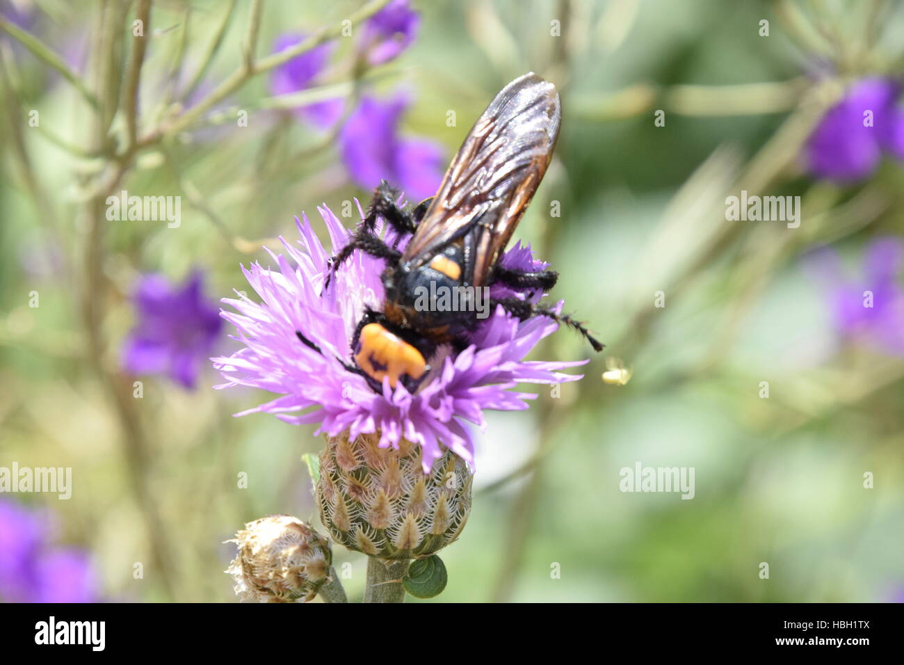 Megascolia maculata. The mammoth wasp. Stock Photo