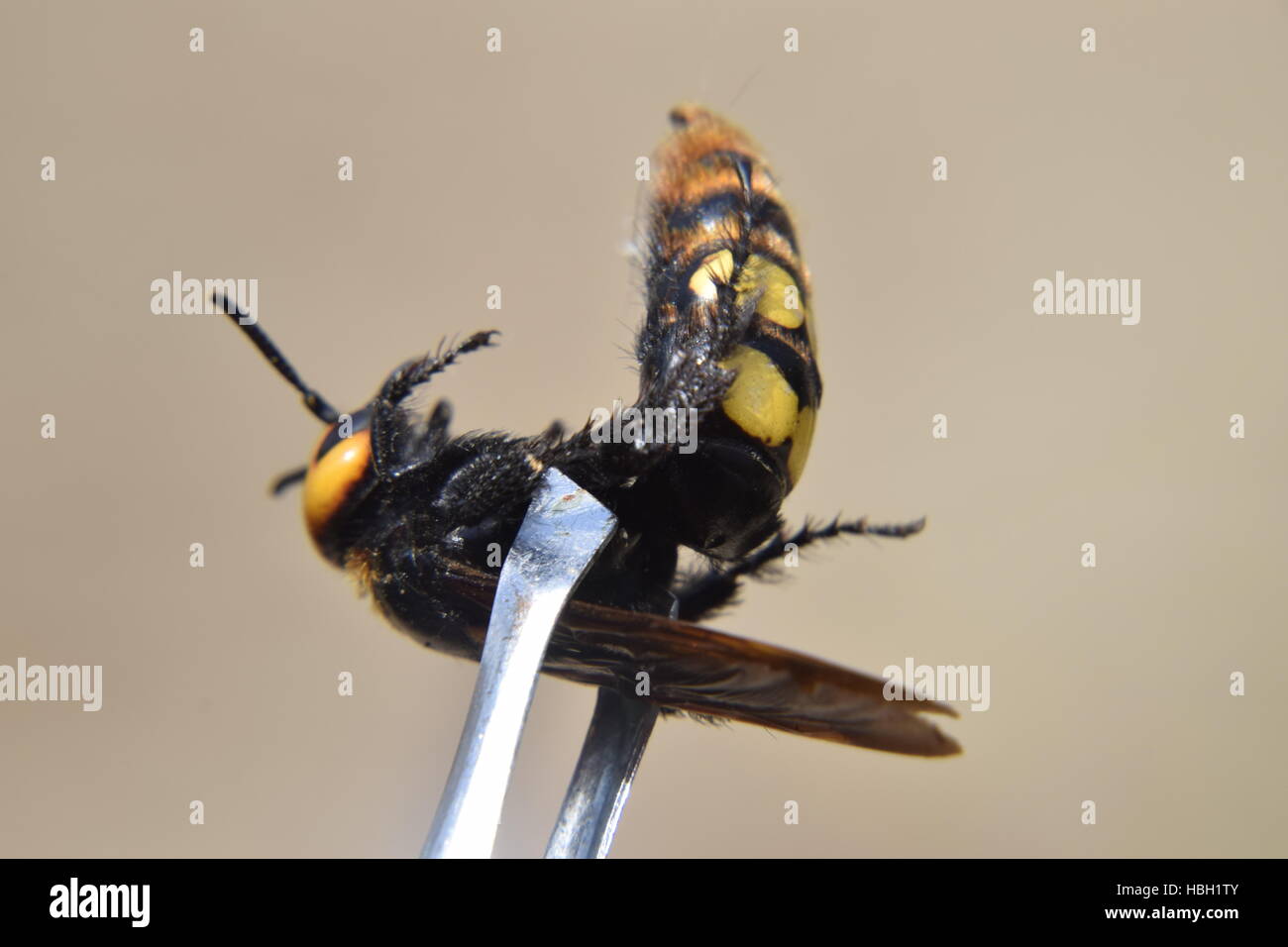 Megascolia maculata. The mammoth wasp. Stock Photo