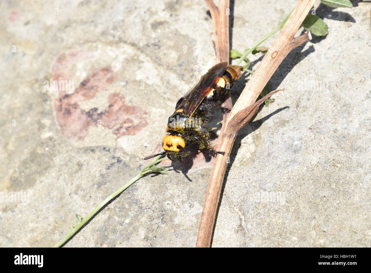 Megascolia maculata. The mammoth wasp. Stock Photo