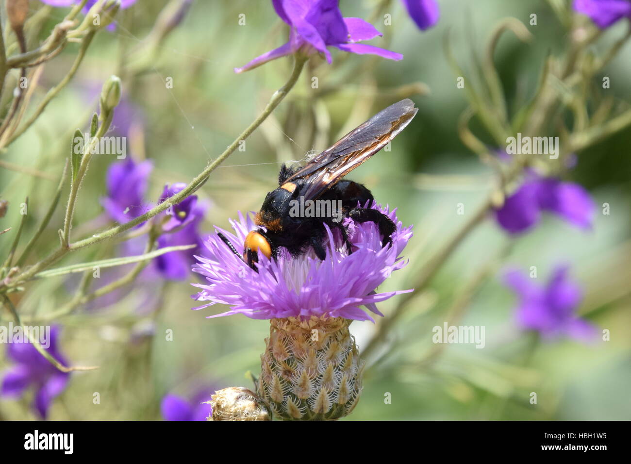 Megascolia maculata. The mammoth wasp. Stock Photo