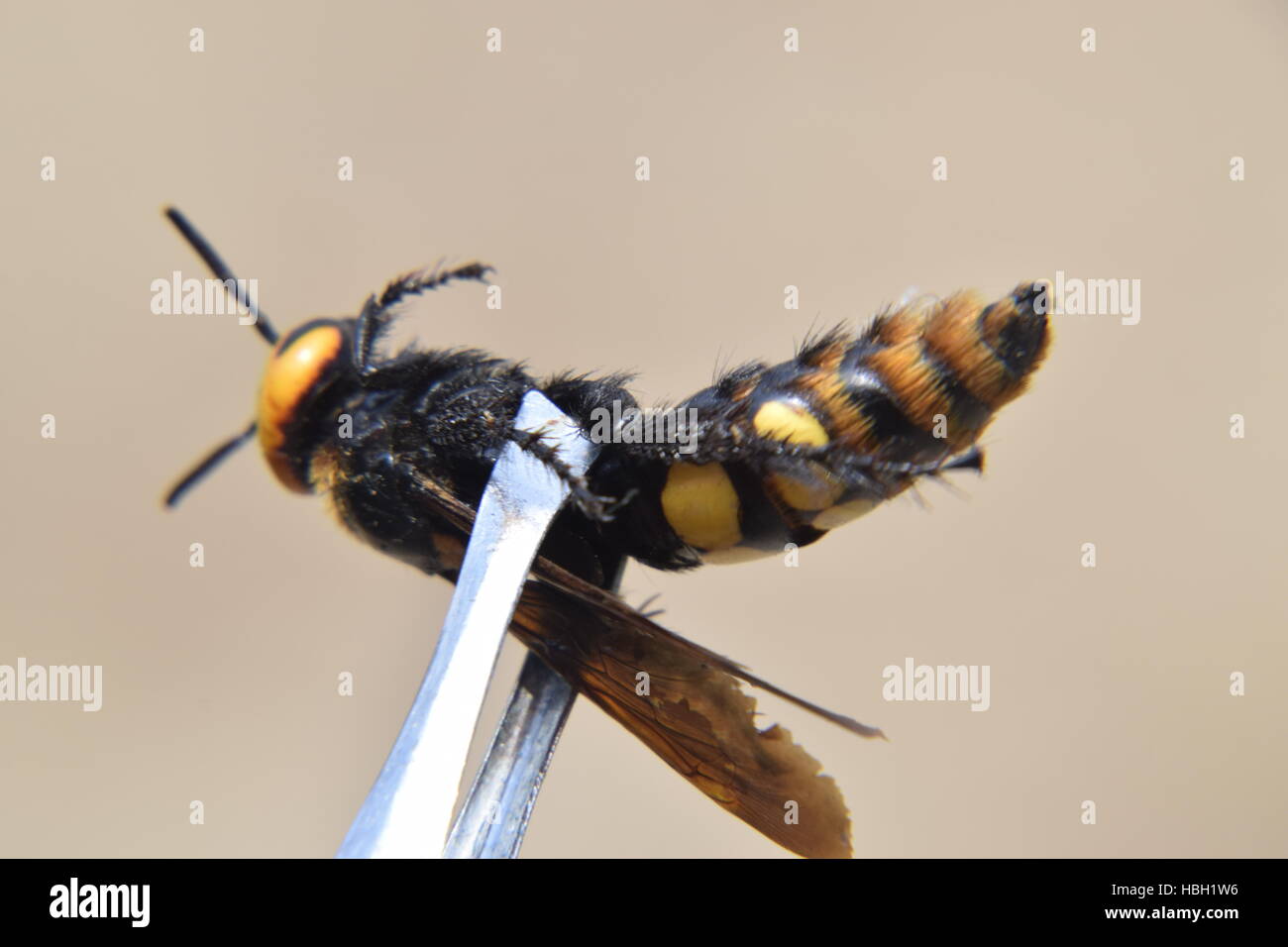Megascolia maculata. The mammoth wasp. Stock Photo