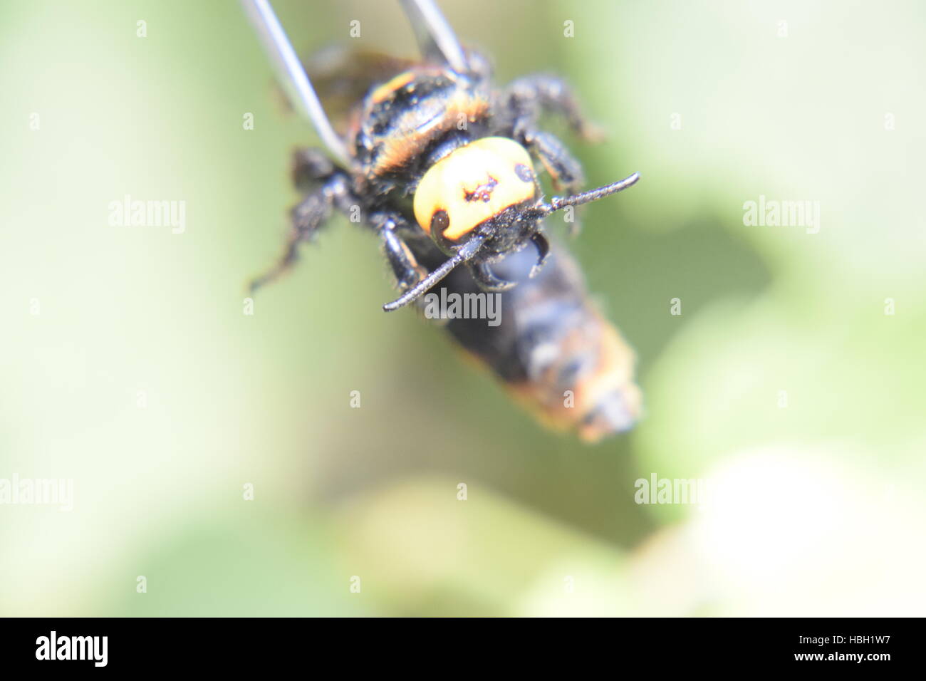 Megascolia maculata. The mammoth wasp. Stock Photo