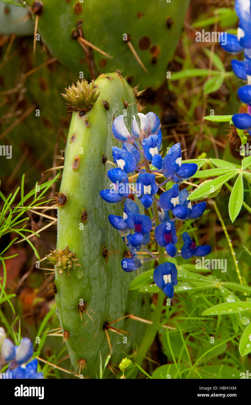 Texas bluebonnet with prickly pear, Enchanted Rock State Park, Texas Stock Photo