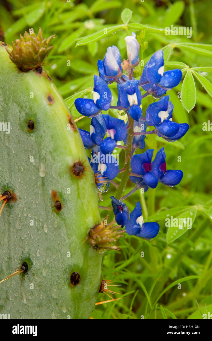 Texas bluebonnet with prickly pear, Enchanted Rock State Park, Texas Stock Photo