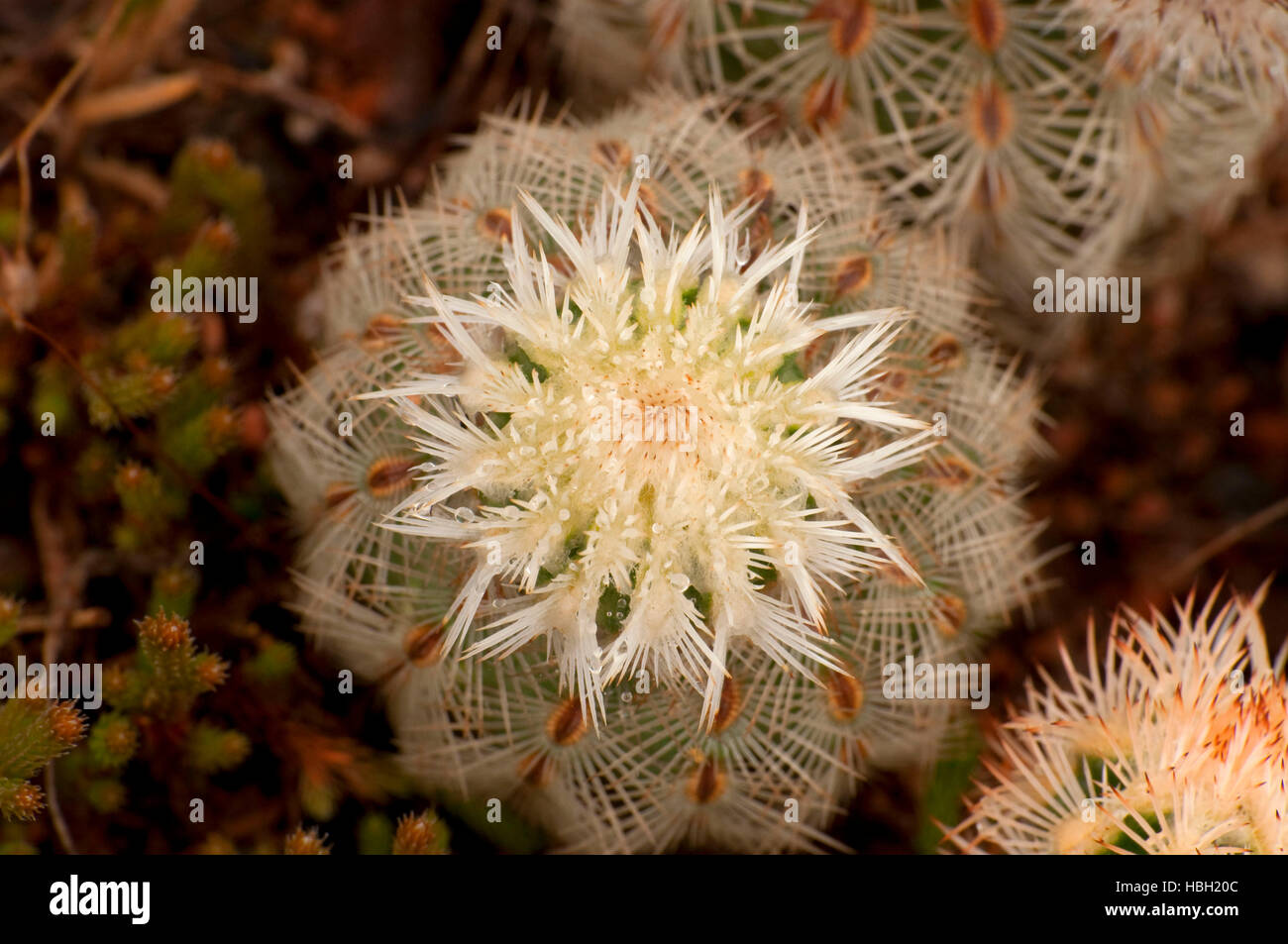 Lace cactus, Enchanted Rock State Park, Texas Stock Photo