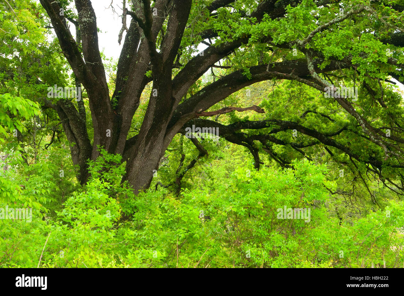 Forest, Doeskin Ranch UnitBalcones Canyonlands National Wildlife