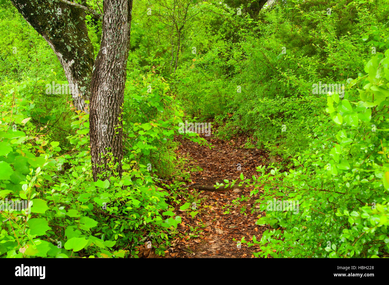 Creek Trail, Doeskin Ranch UnitBalcones Canyonlands National Wildlife