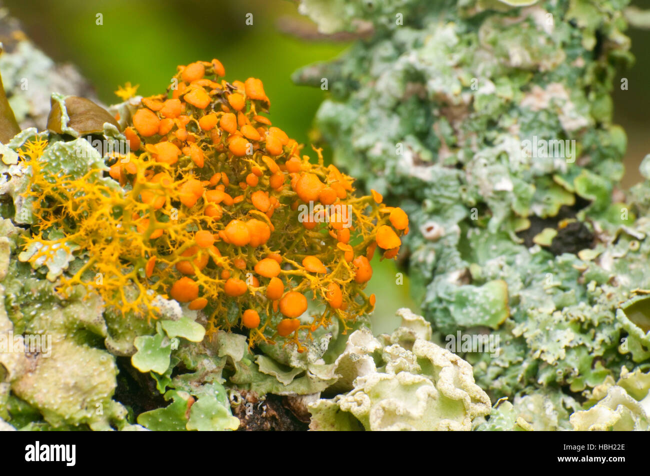 Lichen, Doeskin Ranch UnitBalcones Canyonlands National Wildlife
