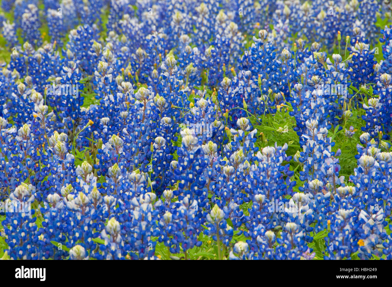 Texas field, Inks Lake State Park, Texas Stock Photo Alamy