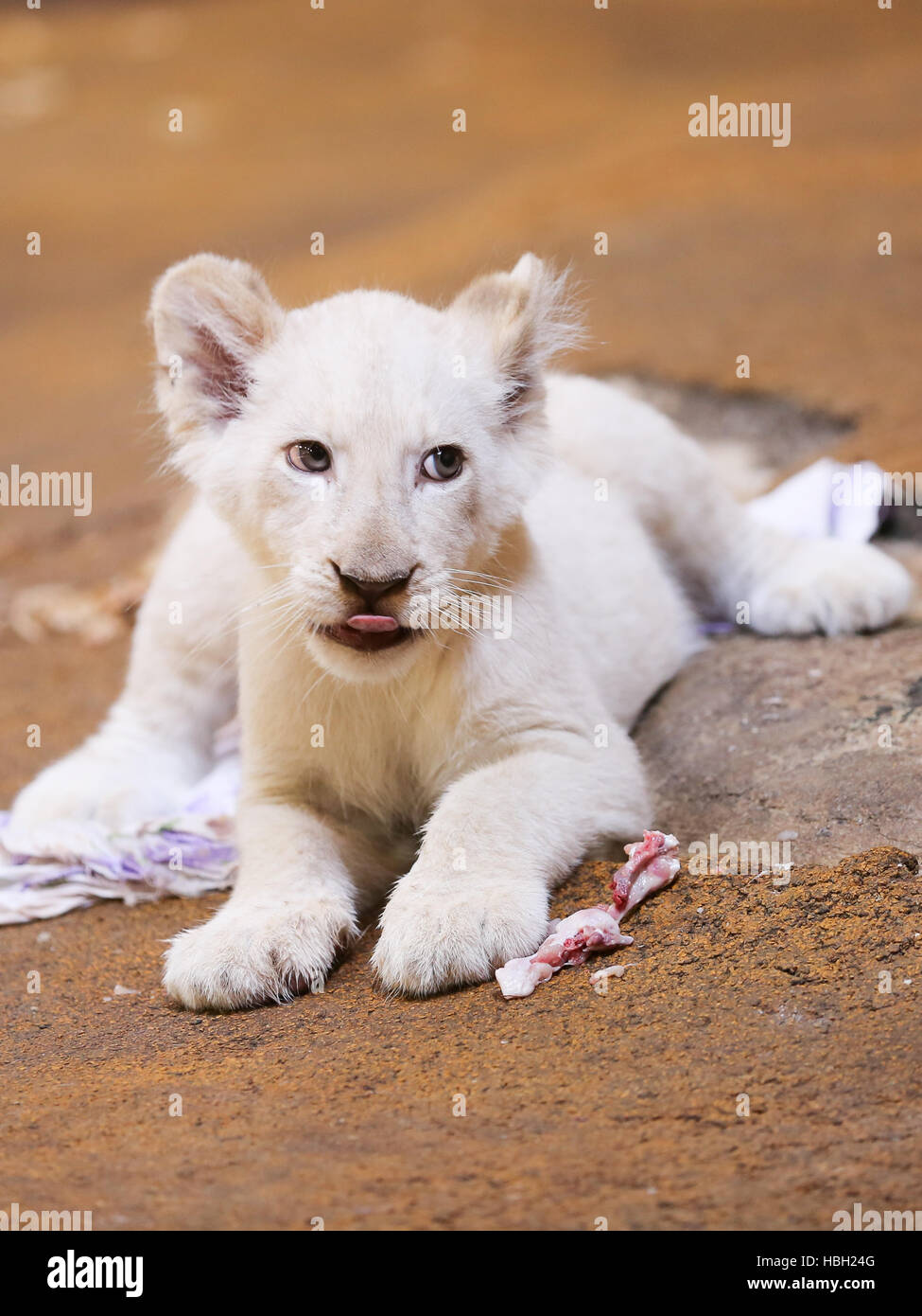 white female lion cub in ZOO Magdeburg Stock Photo