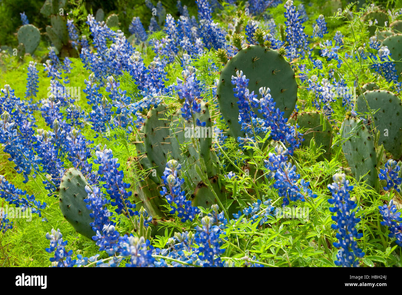 Texas bluebonnet with prickly pear, Inks Lake State Park, Texas Stock Photo