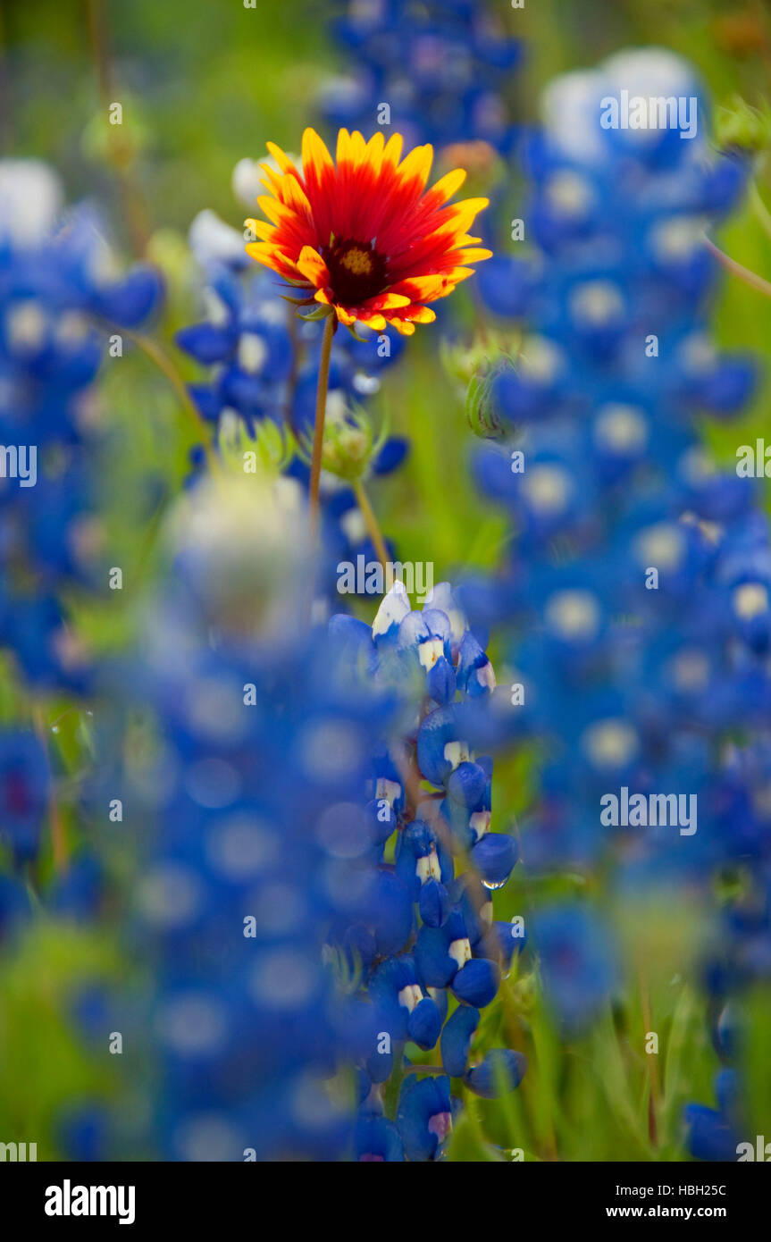 Indian blanket with Texas Inks Lake State Park, Texas Stock