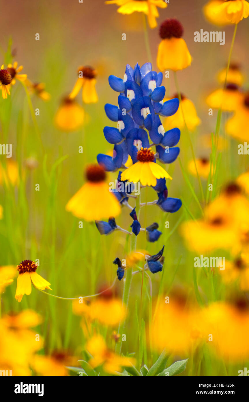 Texas bluebonnet with yellow daisy, Inks Lake State Park, Texas Stock Photo
