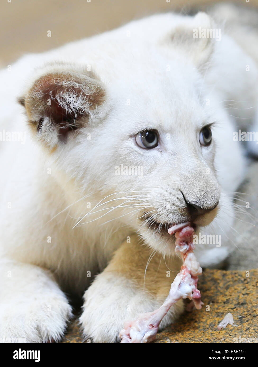 white female lion cub in ZOO Magdeburg Stock Photo