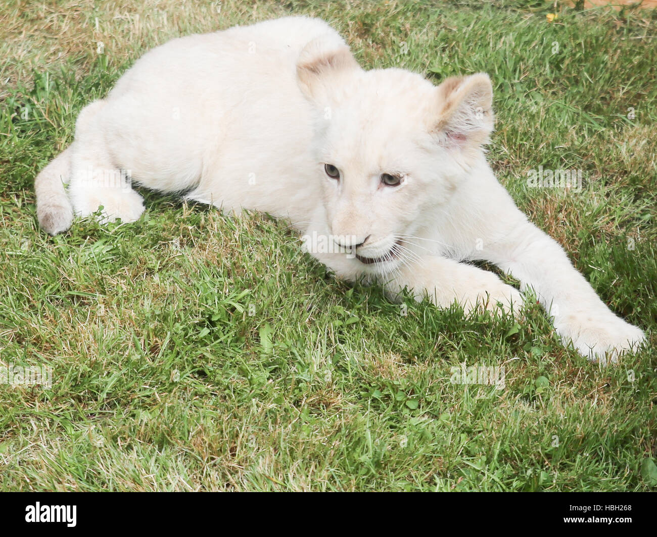 white female lion cub in ZOO Magdeburg Stock Photo Alamy