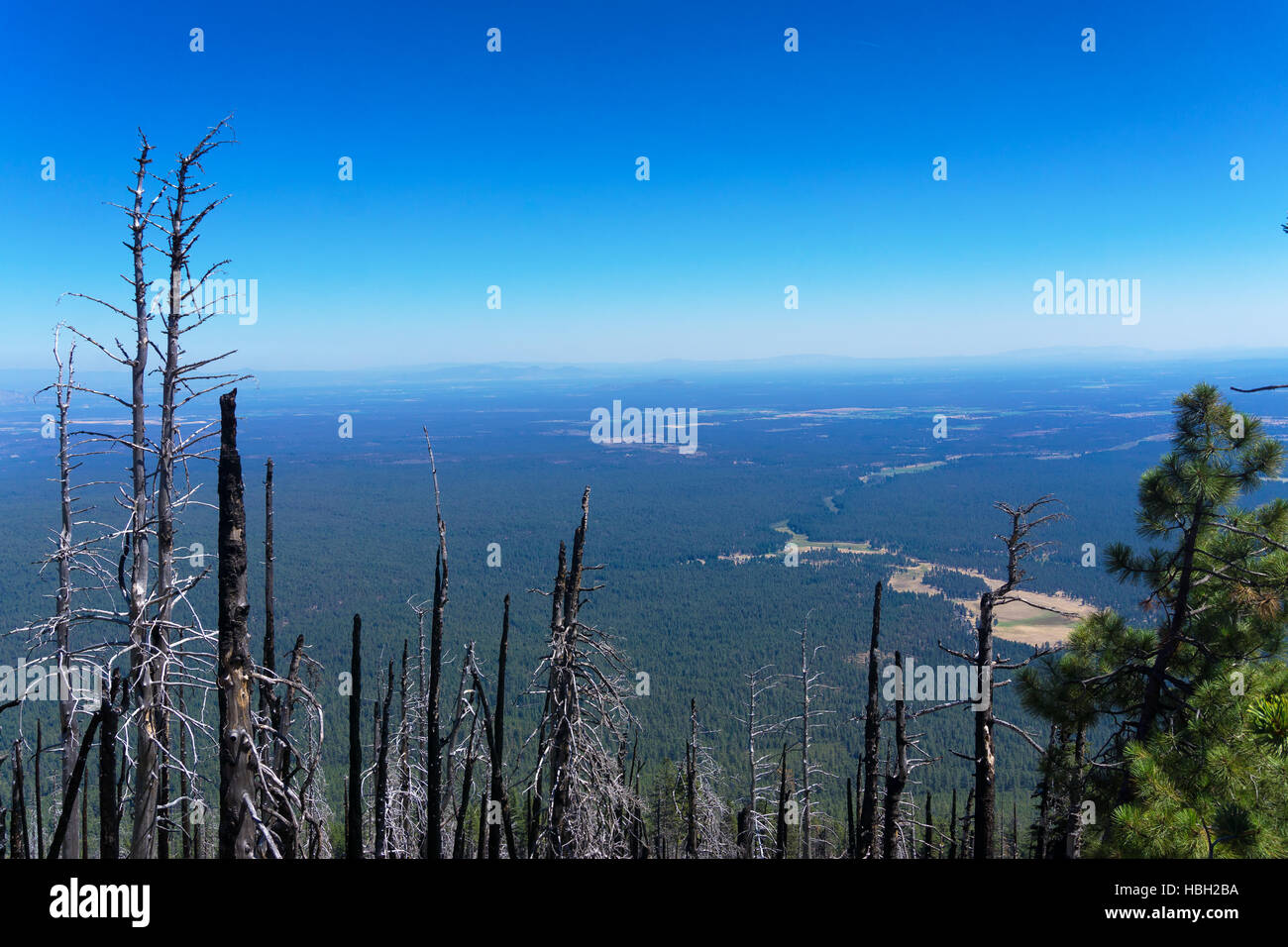 Stark trees bear witness as the valley stretches out until it comes up short against more mountain peaks from Black Butte near Sisters, Oregon Stock Photo