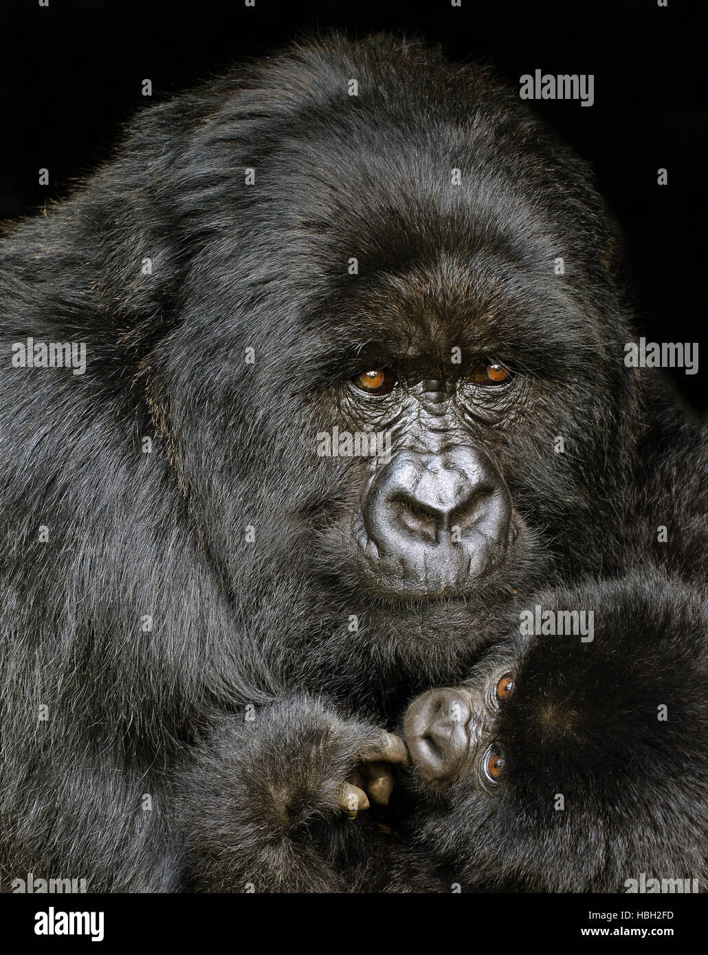 Portrait of Mother and Baby Mountain Gorilla (Gorilla beringei beringei) Stock Photo