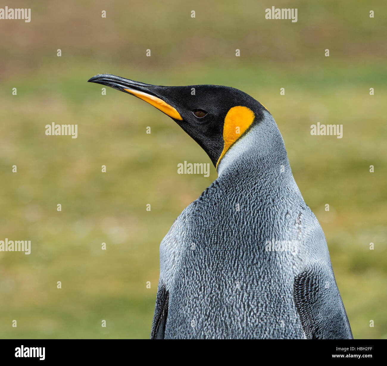 Portrait of King Penguin (Aptenodytes patagonicus) Stock Photo