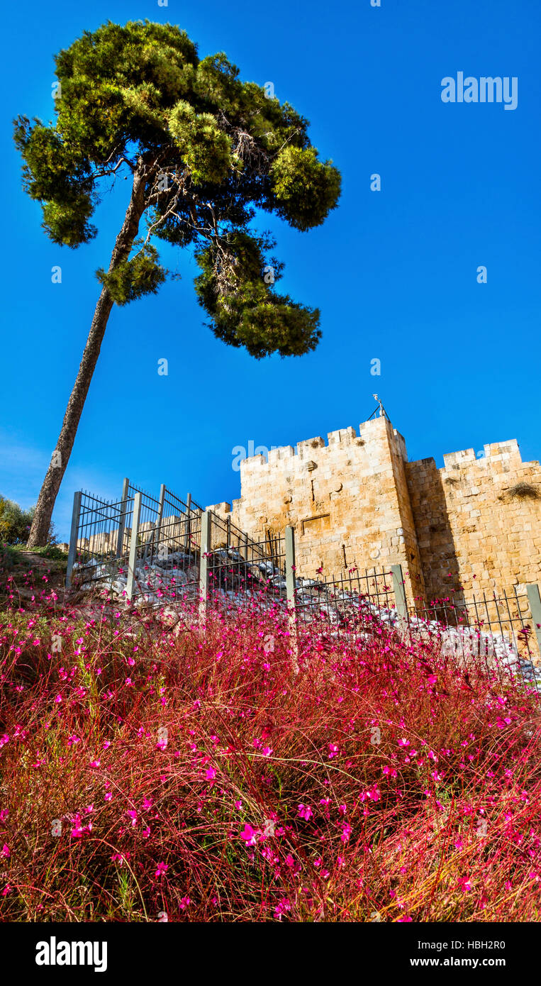 Pink Flowers Near City Walls Jerusalem Israel Stock Photo - Alamy