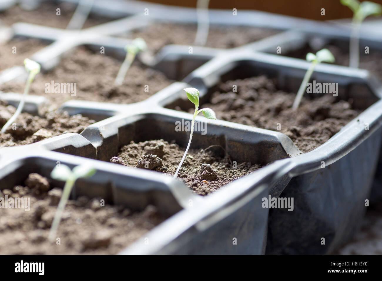 Growing vegetables in cell trays Stock Photo Alamy