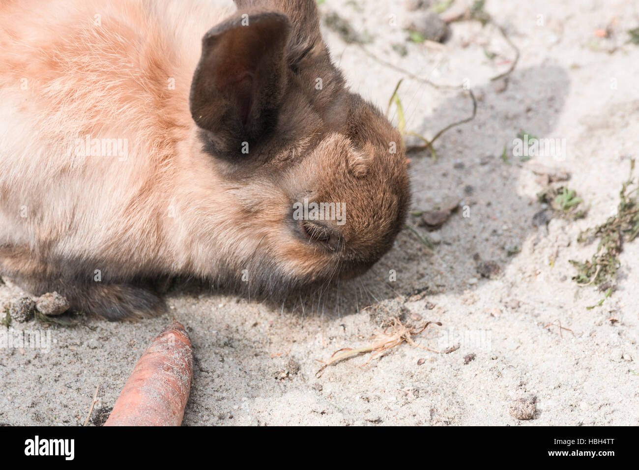 Rabbit control hi-res stock photography and images - Alamy