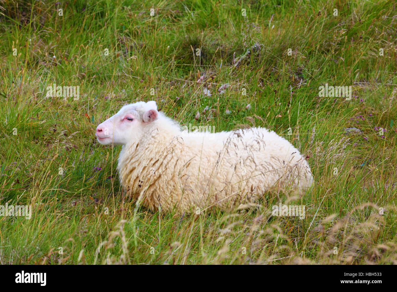 Sheep head iceland hires stock photography and images Alamy