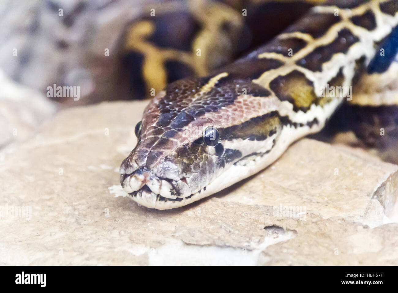 Photo of python head close up Stock Photo - Alamy
