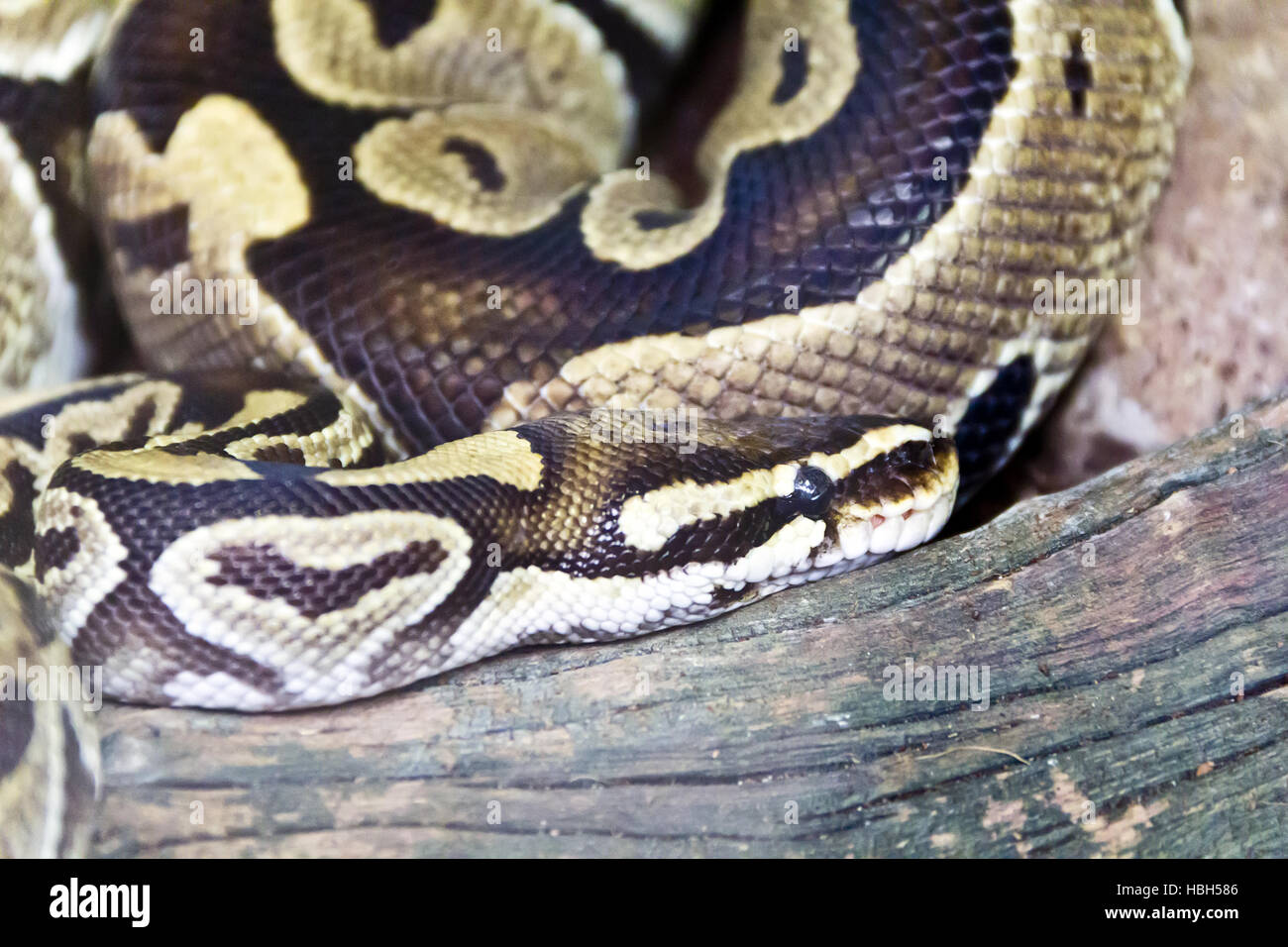Photo of snake close up in zoo Stock Photo