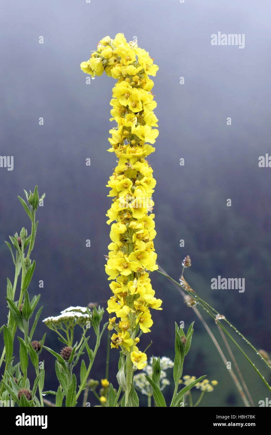 Wetterkerze hi-res stock photography and images - Alamy