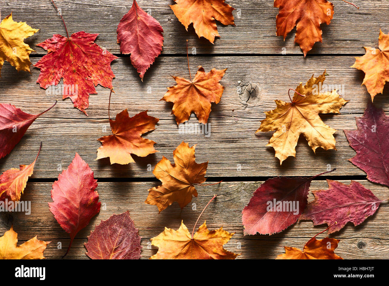 Red maple leaves over hi-res stock photography and images - Alamy