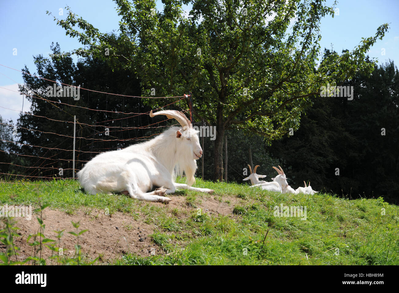 Capra aegagrus hircus, Domestic goat Stock Photo