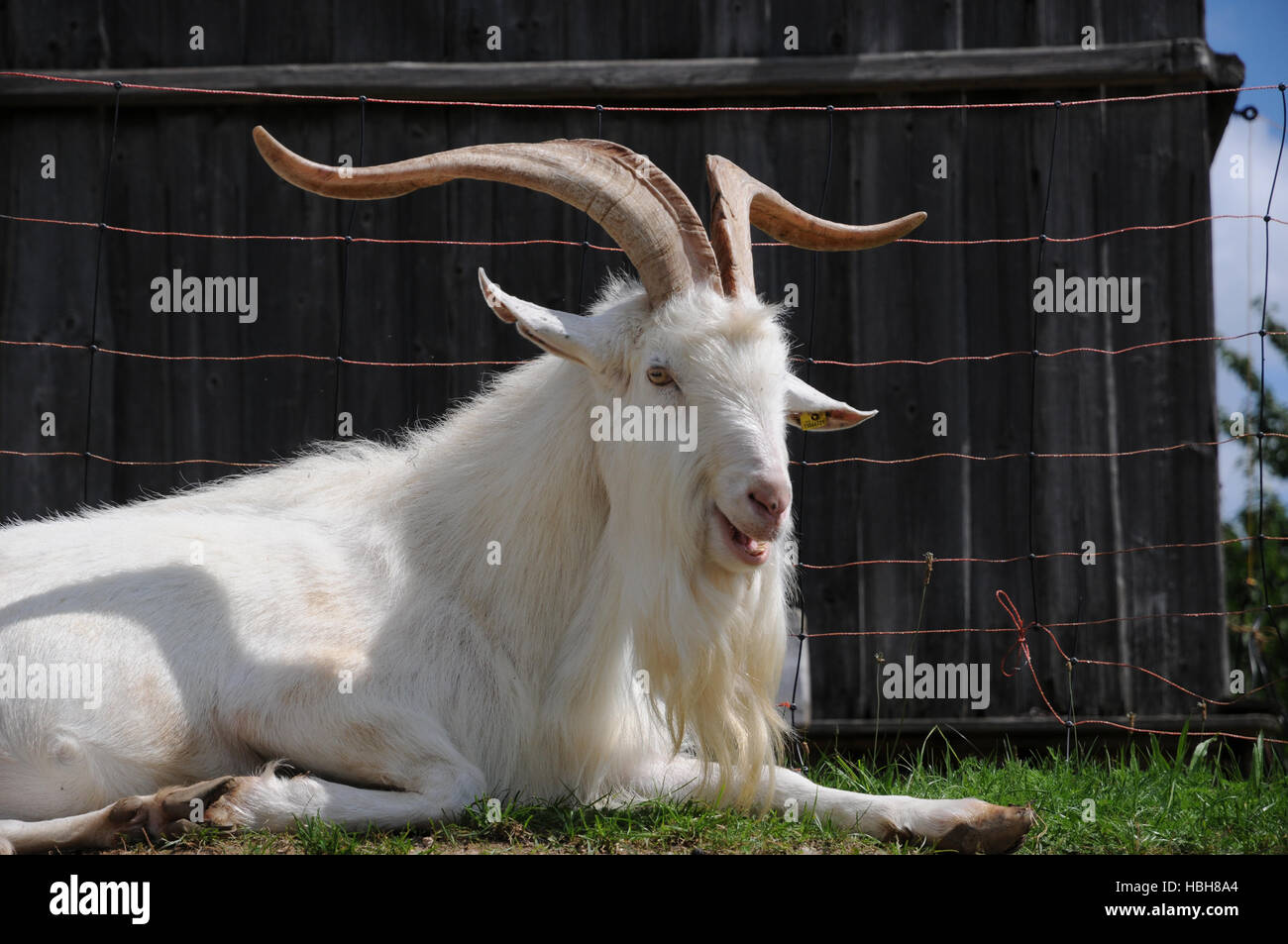 Capra aegagrus hircus, Domestic goat Stock Photo