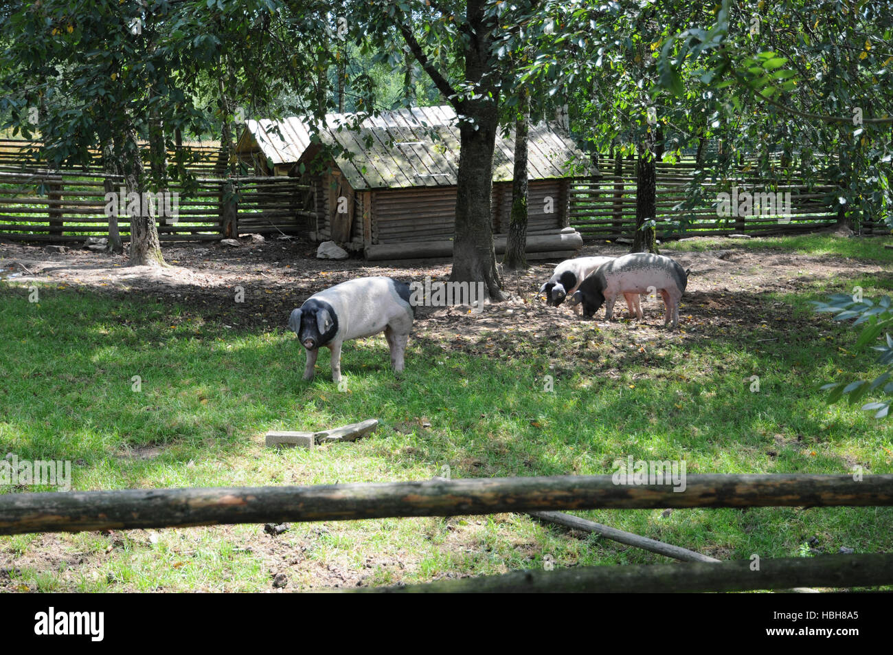 Sus scrofa domesticus, Swabian-Hall swine Stock Photo