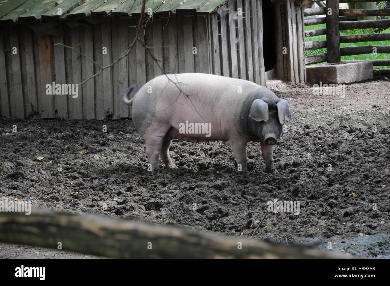 Sus scrofa domesticus, Swabian-Hall swine Stock Photo