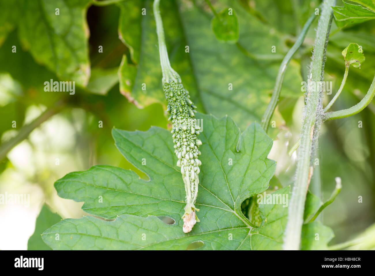 Growing a bitter melon on farm Stock Photo Alamy
