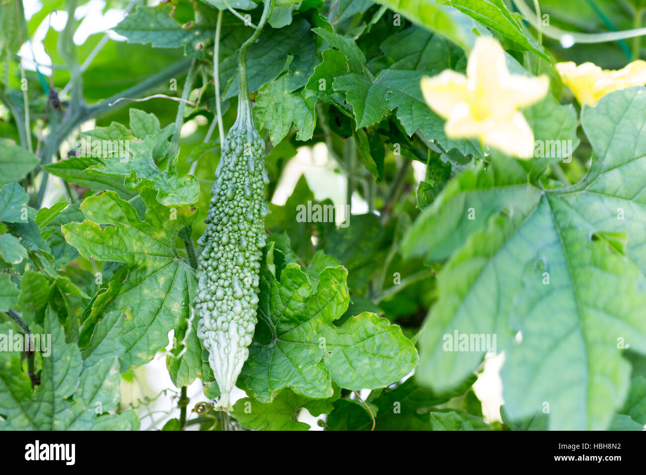 Growing a bitter melon on farm Stock Photo Alamy